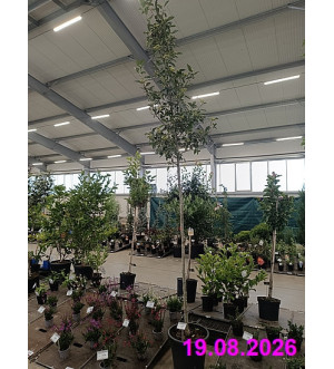 Crataegus lavallei 'Carrierei' C 30 L
